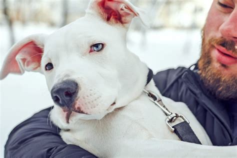 Cute Pitbull Dogs