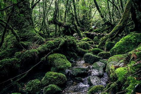 De excursión a la isla de Yakushima | Periodista en Japón