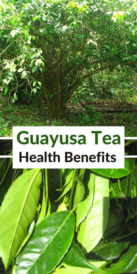 the words guayusa tea health benefits are in front of green leaves and ...