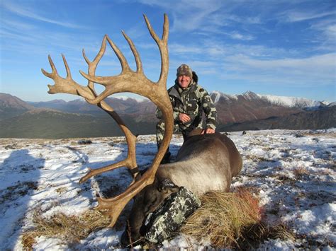 A Unique Subspecies: The Mountain Caribou | Kawdy Outfitters