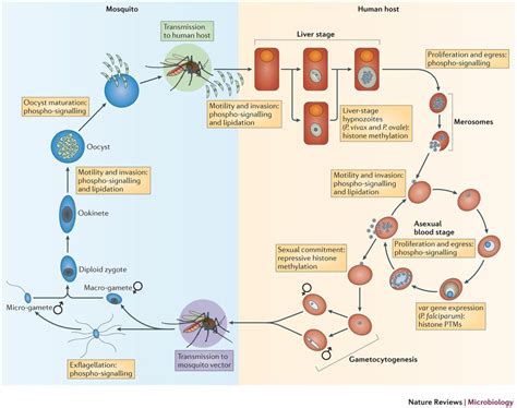 Plasmodium spp. life cycle. : Post-translational protein modifications in malaria parasites ...