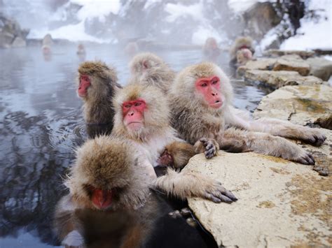 Nagano Snow Monkey Park Onsen - Ebba Neille