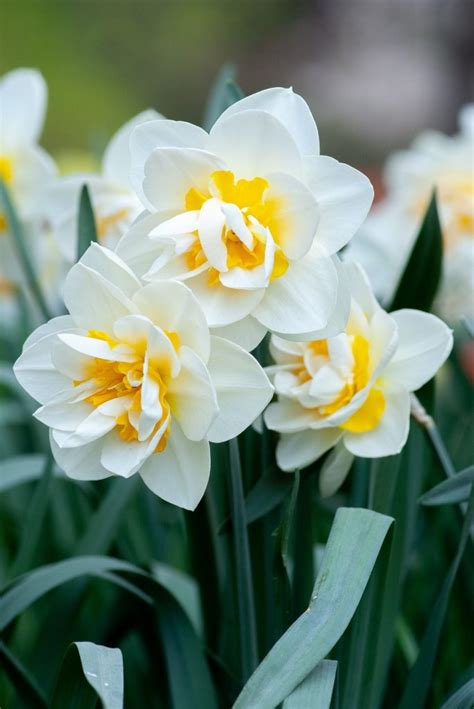 March birth flower: Daffodils & Jonquils - Growing Family