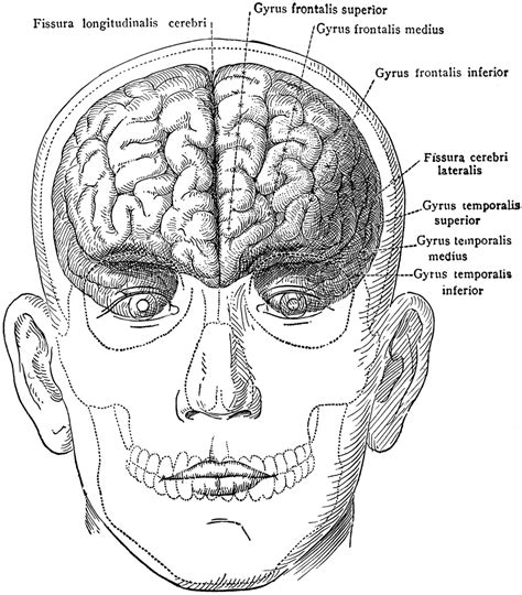 Brain In Skull Diagram