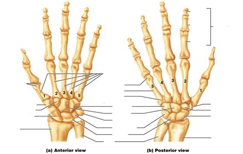 Bones of the Hand Diagram | Quizlet