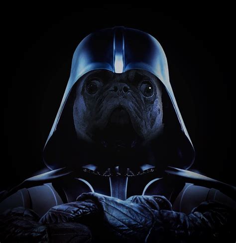 Darth Pug in 2022 | Darth, Pugs, Darth vader