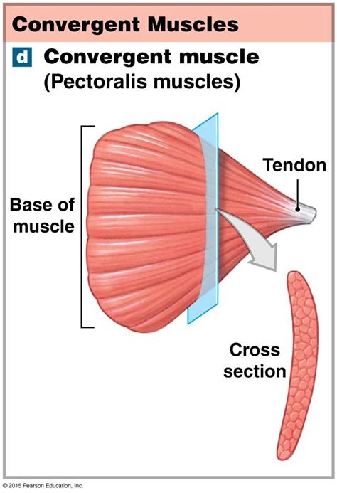 The different muscle types based on patterns of fascicle organization ...