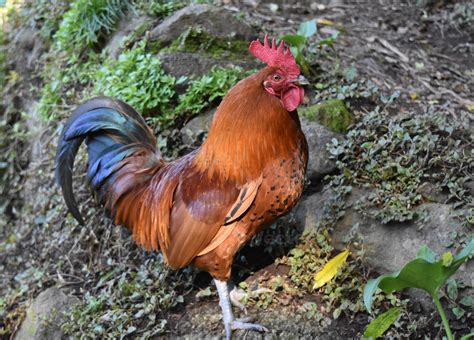 Beautiful Black and Brown Shiny Feathers on a Rooster 9092373 Stock Photo at Vecteezy