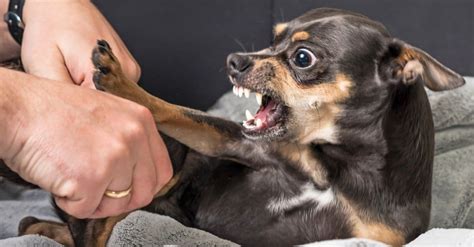 Chihuahua Teeth: Everything You Need to Know - A-Z Animals