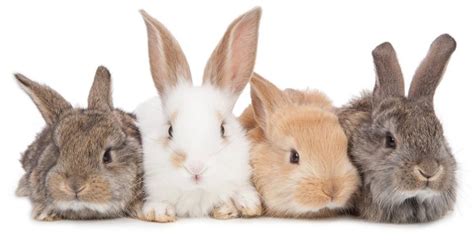 Rabbit Colors - The Range Of Bunny Colors And Have They Are Formed