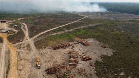 Tree Loss Increases in Crucial Tropical Forests - The New York Times