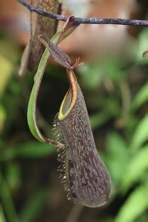 Nepenthes mikei (Nepenthaceae) | Ecuador, Quito, Jardín Botá… | Flickr