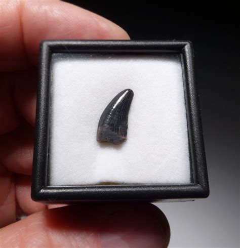 ACHERORAPTOR FOSSIL DROMAEOSAUR 'RAPTOR' DINOSAUR TOOTH *DT6-184 - TIME VAULT GALLERY