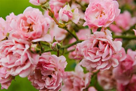 Pink Rose Bushes Blooming in the Garden in the Summer Stock Photo ...