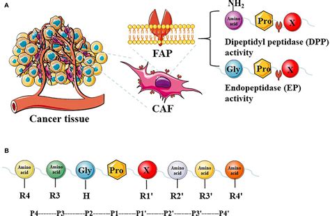 Frontiers | Fibroblast Activation Protein-α as a Target in the Bench-to ...