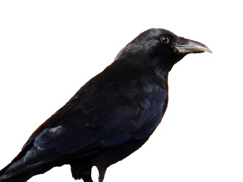 Crow Free Stock Photo - Public Domain Pictures