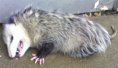 TOM CLARK: Playing Dead: Opossum