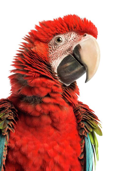 Close-up Of A Green-winged Macaw Photograph by Life On White | Fine Art America