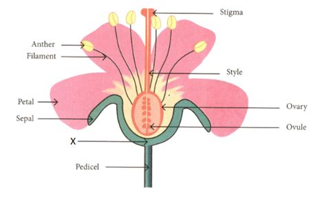 Draw a welllabelled diagram and discuss the structure of a typical flower