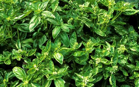 12 Mistakes You May Be Making with Fresh Basil | Taste of Home