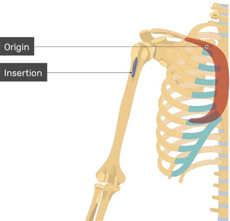 Pectoralis Major Muscle - Attachment, Action & Innervation | GetBodySmart