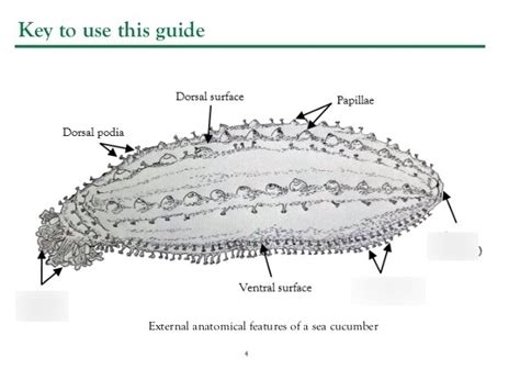 Sea Cucumber Anatomy - Anatomy Reading Source