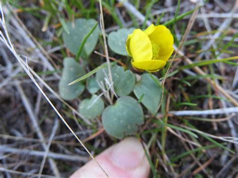 Shrub-steppe Plant Adaptations - Wenatchee Naturalist