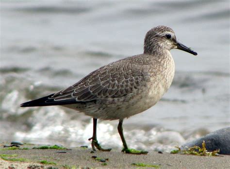 Knot - BirdWatch Ireland