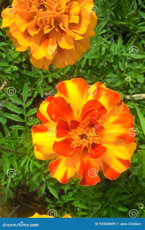 Marigolds stock image. Image of brightly, annuals, flower - 93568809