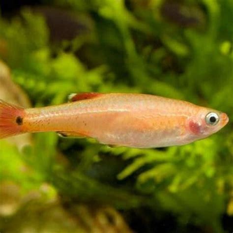 Will my minnows breed? - DIY Seattle