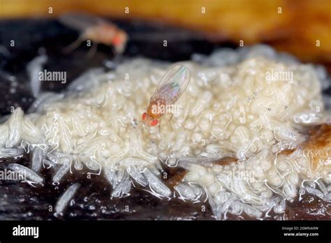 A lot of larvae - maggots and dead adult of Common fruit fly or vinegar fly - Drosophila ...