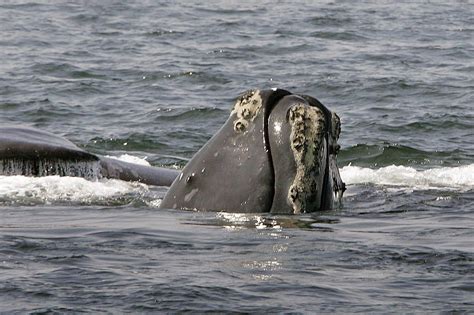 Scientists predict dire future for North Atlantic right whale ...