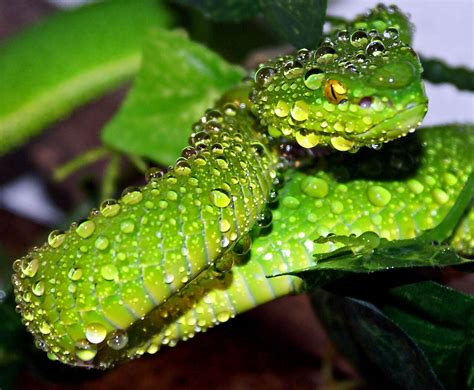 exotic-venom:(Trimeresurus albolabris) white-lipped pitviper - Tumblr Pics