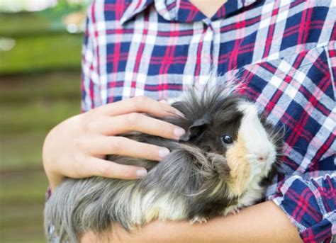 9 Breeds of Long-Haired Guinea Pigs With Amazing Manes | PetMD