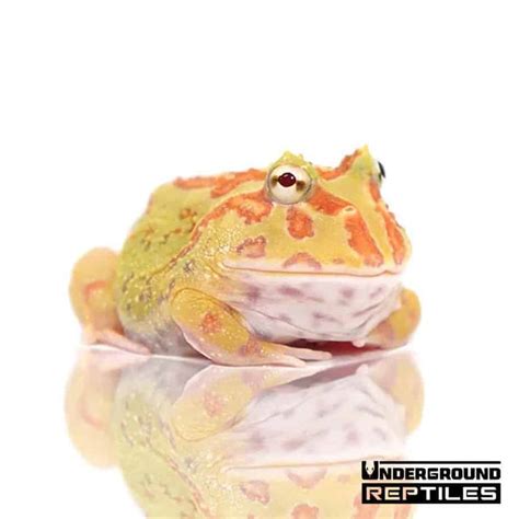 Albino Pacman Frogs For Sale - Underground Reptiles