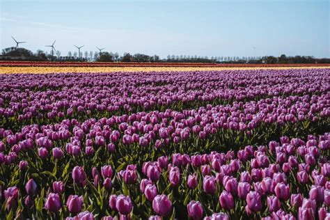 Visit lovely tulip fields in the Netherlands in 2024 - Mixing Cultures