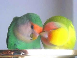 rita_y_fenix - Lovebirds - Inseparables | Ferran Pestaña | Flickr