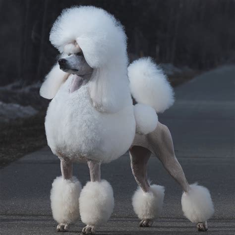 Poodles Don’t Shed! Well, sorta… The 411 on Poodle Coats. — Galavanting Poodles