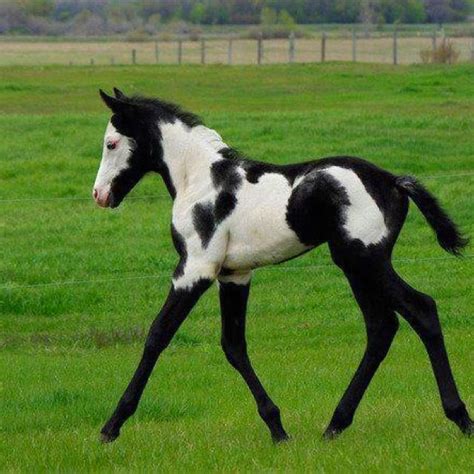 Paint horse foal. Beautiful! #horse | Giddy Up Horsey | Pinterest