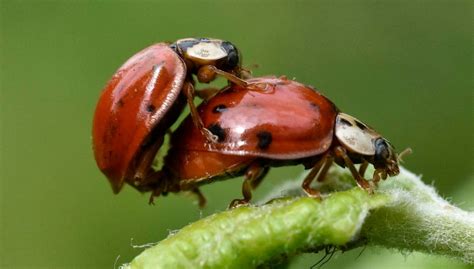 Gigantic ladybug swarm over California shows up on weather radar