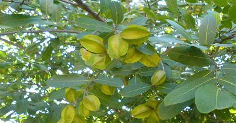 Terminalia arjuna: An Invaluable Bio-Wealth of India