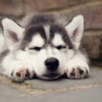 7 Things You Need To Know About The Siberian Husky - Animalso