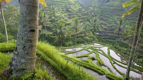 Rice Paddies Wallpaper