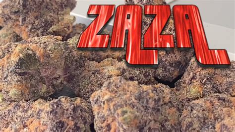 This what Real ZAZA looks like! 🍧🍬 EXOTIC STRAIN REVIEW - YouTube