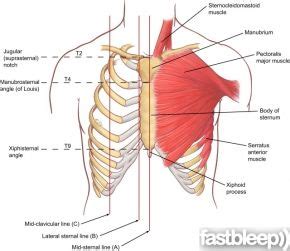 Bony Surface Landmarks on Anterior Chest | Sternocleidomastoid muscle, Thorax, Cardiology