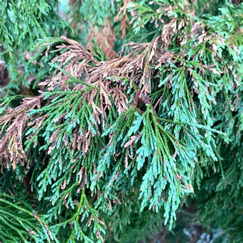 5 Common Cedar Tree Diseases Shuold Know & How To Treat It