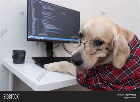 Dog Glasses Red Shirt Image & Photo (Free Trial) | Bigstock