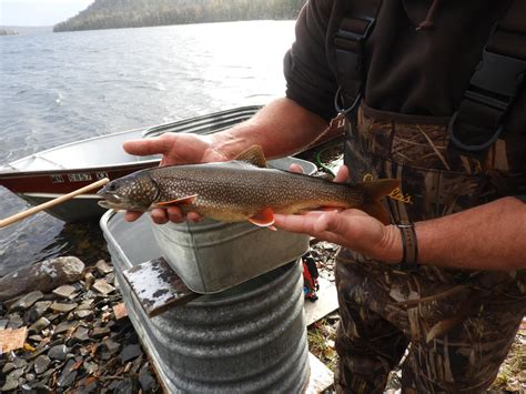 Lake trout no longer stocked in northeastern Minnesota waters