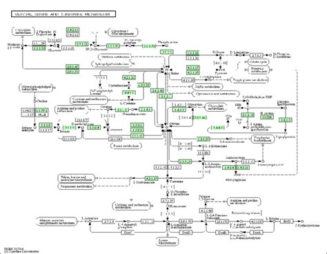 Glycine, serine, and threonine metabolism pathways in humans. The map ...