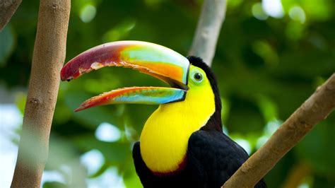 🔥 Download Toucan Wallpaper Fond D Cran Photos En HD by @edwardo | Toucan Wallpapers, Toucan ...